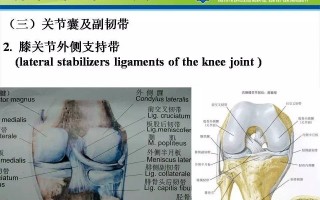 医生与科技 膝盖里的“缓冲垫”半月板 医生提醒：科学运动，正确保护