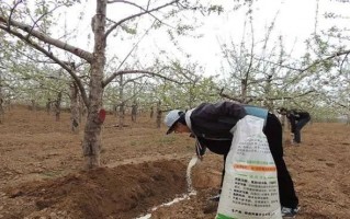 三农科技苑 果园秋施基肥施得好，来年产量不会少，5大施肥方法，你会选择吗